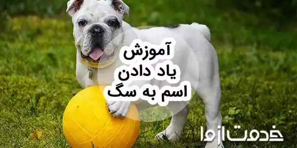 آموزش یاد دادن اسم به سگ